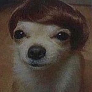 Meet your Posher, Bob